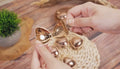 Loose Leaf Tea Infuser (Rose Gold) Perfect for our Regula-ri-tea!